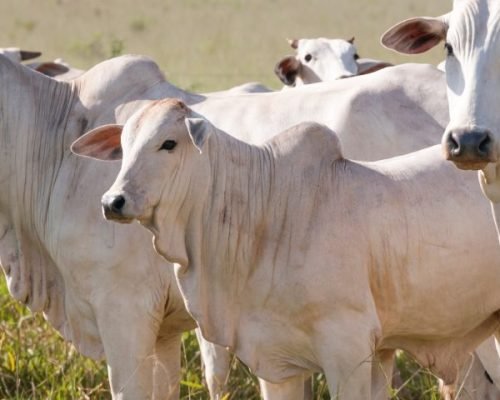 Novilhos Precoces Representam 40% dos Abates de Bovinos em Mato Grosso do Sul