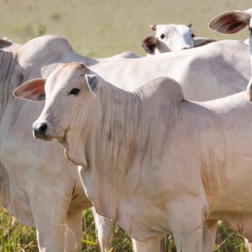 Novilhos Precoces Representam 40% dos Abates de Bovinos em Mato Grosso do Sul